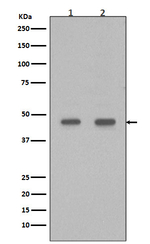 PDX1 Antibody in Western Blot (WB)