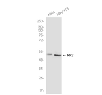 IRF2 Antibody in Western Blot (WB)