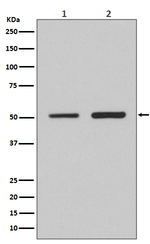 IRF2 Recombinant Rabbit Monoclonal Antibody (K01_4R43)