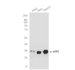 ATF1 Recombinant Rabbit Monoclonal Antibody (K01_4R44)