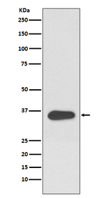 ATF1 Antibody in Western Blot (WB)