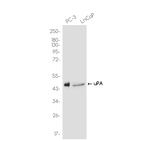 Urokinase Recombinant Rabbit Monoclonal Antibody (K01_4R46)