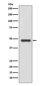Urokinase Antibody in Western Blot (WB)