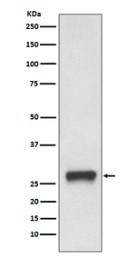 HLA-DPB1 Antibody in Western Blot (WB)
