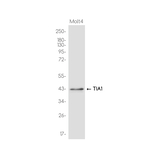TIA-1 Antibody in Western Blot (WB)