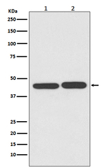 TIA-1 Antibody in Western Blot (WB)