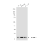 Claudin 4 Recombinant Rabbit Monoclonal Antibody (K01_4R53)