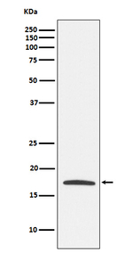 Claudin 4 Antibody in Western Blot (WB)