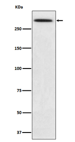 Spectrin alpha-1 Antibody in Western Blot (WB)
