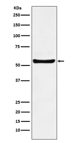 PAR2 Antibody in Western Blot (WB)