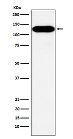p130Cas Antibody in Western Blot (WB)