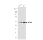 eIF3e Antibody in Western Blot (WB)