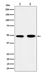 eIF3e Recombinant Rabbit Monoclonal Antibody (K01_4R64)