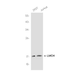 LMO4 Recombinant Rabbit Monoclonal Antibody (K01_4R66)