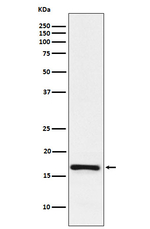 LMO4 Antibody in Western Blot (WB)