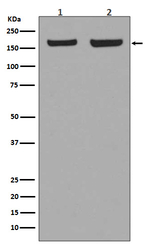 EEA1 Antibody in Western Blot (WB)