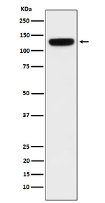 PER3 Antibody in Western Blot (WB)