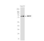ABCD1 Antibody in Western Blot (WB)