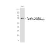 Phospho-PAK4/6/7 (Ser474, Ser602, Ser560) Antibody in Western Blot (WB)