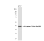 Phospho-PDHA1 (Ser293) Antibody in Western Blot (WB)