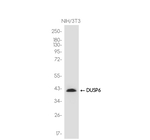 MKP3 Antibody in Western Blot (WB)