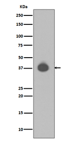 MKP3 Antibody in Western Blot (WB)