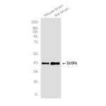 MKP3 Antibody in Western Blot (WB)