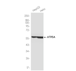 ATP5A1 Antibody in Western Blot (WB)
