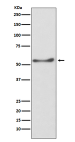 ATP5A1 Antibody in Western Blot (WB)