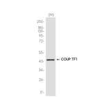 NR2F1 Antibody in Western Blot (WB)
