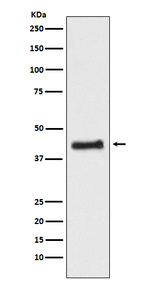 NR2F1 Recombinant Rabbit Monoclonal Antibody (K01_4R76)