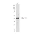 NR2F1 Antibody in Western Blot (WB)