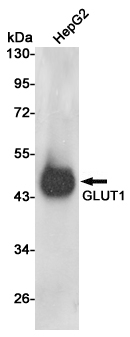 GLUT1 Antibody in Western Blot (WB)