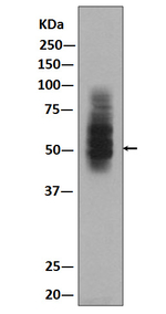 GLUT1 Antibody in Western Blot (WB)