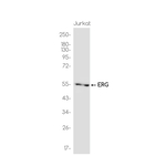 ERG Antibody in Western Blot (WB)