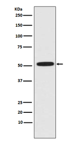 ERG Antibody in Western Blot (WB)
