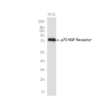 NGFR Antibody in Western Blot (WB)