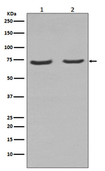 NGFR Antibody in Western Blot (WB)