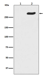 Phospho-POLR2A (Ser5) Antibody in Western Blot (WB)