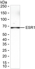 Estrogen Receptor alpha Antibody in Western Blot (WB)