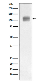 ATG9A Antibody in Western Blot (WB)