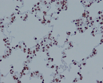 H4K16ac Antibody in Immunohistochemistry (Paraffin) (IHC (P))