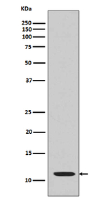 H4K16ac Antibody in Western Blot (WB)