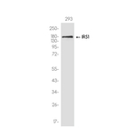 IRS1 Antibody in Western Blot (WB)