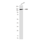 IRS1 Recombinant Rabbit Monoclonal Antibody (K01_4S18)