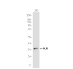 HuR Antibody in Western Blot (WB)