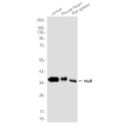 HuR Recombinant Rabbit Monoclonal Antibody (K01_4S20)