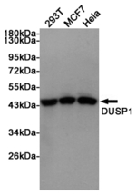 MKP-1 Antibody in Western Blot (WB)