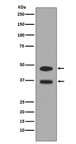 FosB Antibody in Western Blot (WB)