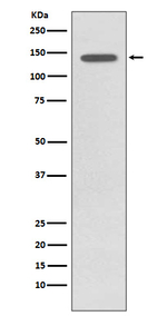 Phospho-TRKB (Tyr817) Antibody in Western Blot (WB)